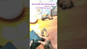 Leia mais sobre o artigo क्या है आपके पार्टनर की intentions#ytshortsindia # #trending #tarot #viralshorts