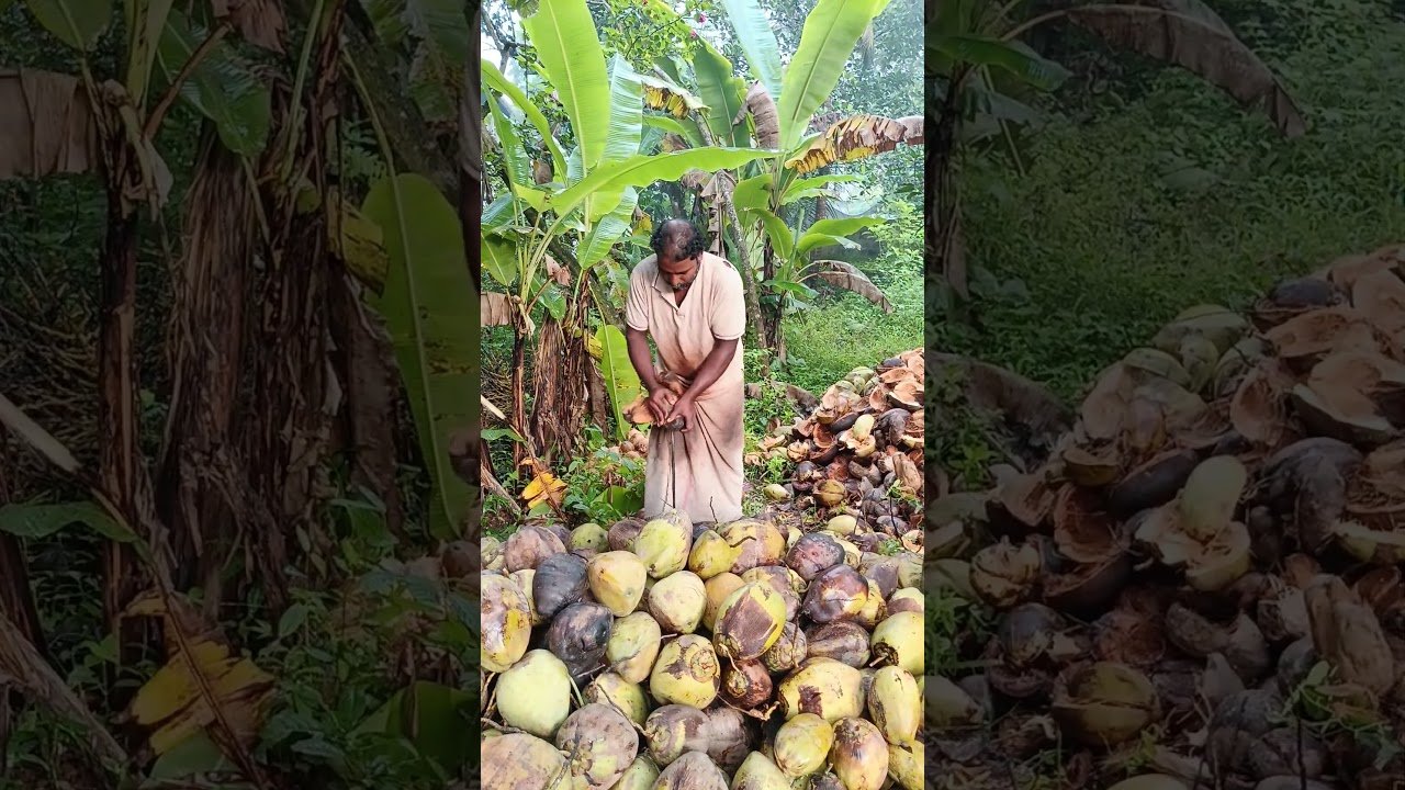 No momento, você está visualizando സൂപ്പർ #coconut #tarot .tanga
