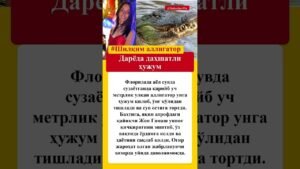Leia mais sobre o artigo Дарёда дахшатли хужум #qashqirlarmakonipistirma #news #tarot #butifyoucloseyoureyes #rek