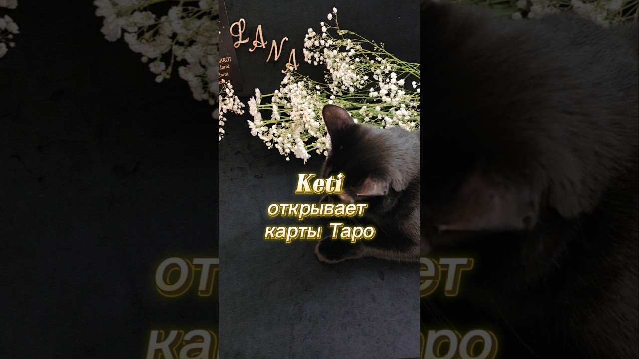 No momento, você está visualizando Кошка🐈‍⬛открывает карты Таро🔮 #ланамагиктаро #tarot #таро #гадание #tarotreading