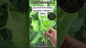 Leia mais sobre o artigo BANHO PARA TIRAR FEITIÇO, MAGIA, CATIMBÓ #tarot #orações #videoviral #reza