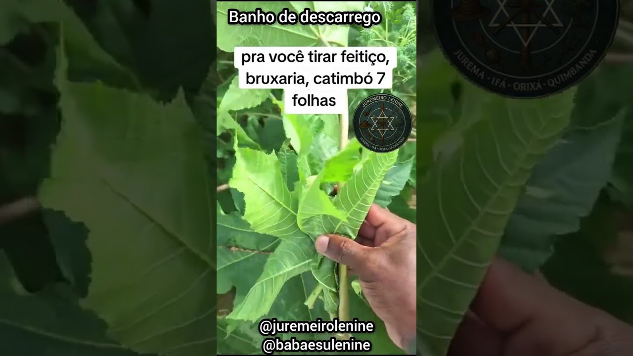 No momento, você está visualizando BANHO PARA TIRAR FEITIÇO, MAGIA, CATIMBÓ #tarot #orações #videoviral #reza