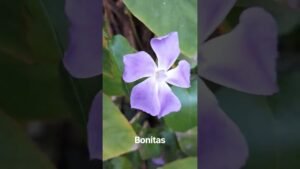 Leia mais sobre o artigo bonitas #tarot #horoscopo #lecturacartas #amor #tarotamornuevo #taromancia #lectura #bonitas#vida