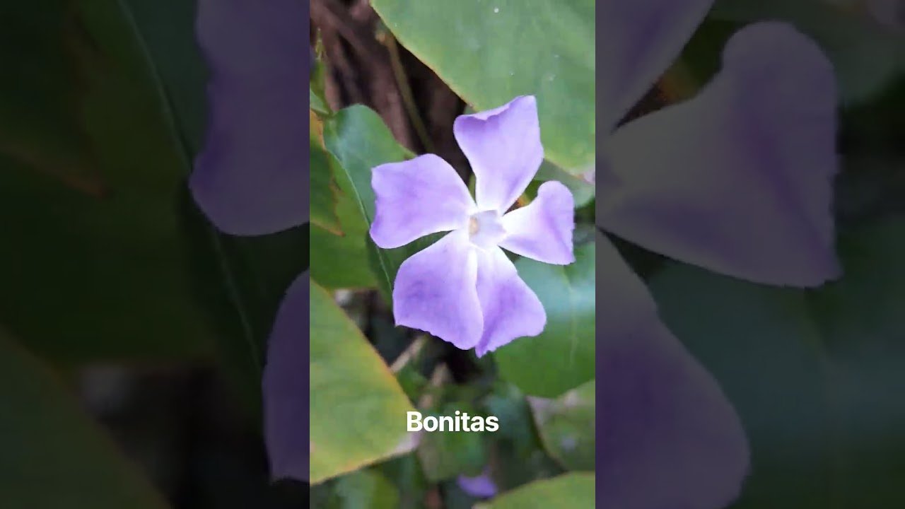 No momento, você está visualizando bonitas #tarot #horoscopo #lecturacartas #amor #tarotamornuevo #taromancia #lectura #bonitas#vida