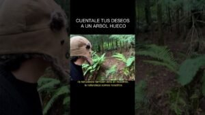 Leia mais sobre o artigo CUENTALE TUS DESEOS A UN ARBOL HUECO #misterio  #datoscuriosos  #folklore  #tarot  #espiritualidad