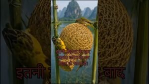 Leia mais sobre o artigo 🦜 चिड़िया अपना घोंसला कैसे बनाते 🏕️🙏#shorts #comedy #tarot #viral