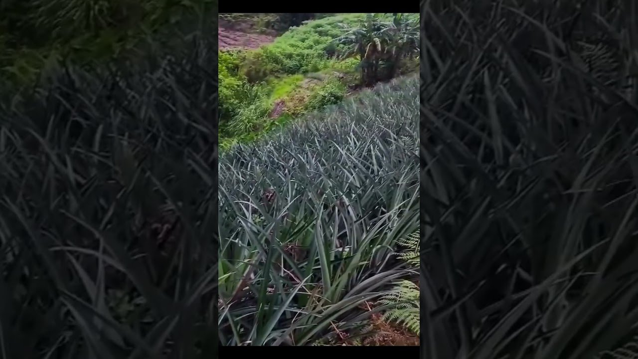 No momento, você está visualizando Sólo tienes que aceptarlo 😊✨🌾  #tarot #abundancia #prosperidad #naturaleza  #shortsfeed #viral