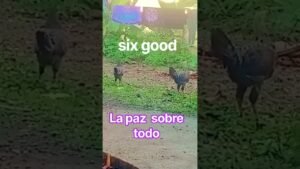 Leia mais sobre o artigo lo que te indican las cartas #tarot #horoscopo #lecturacartas #amor