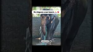 Leia mais sobre o artigo No niegues a san lazaro 🙏❤️ #foryou #tarot #viral #feedshorts #shorts