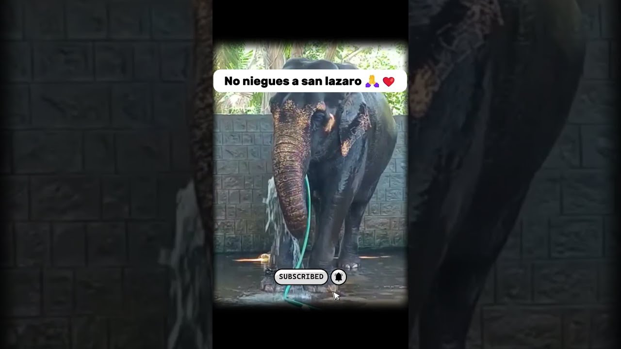No momento, você está visualizando No niegues a san lazaro 🙏❤️ #foryou #tarot #viral #feedshorts #shorts